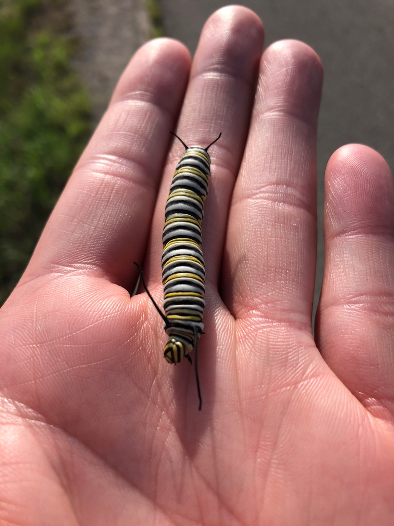 Monarch Caterpillar
