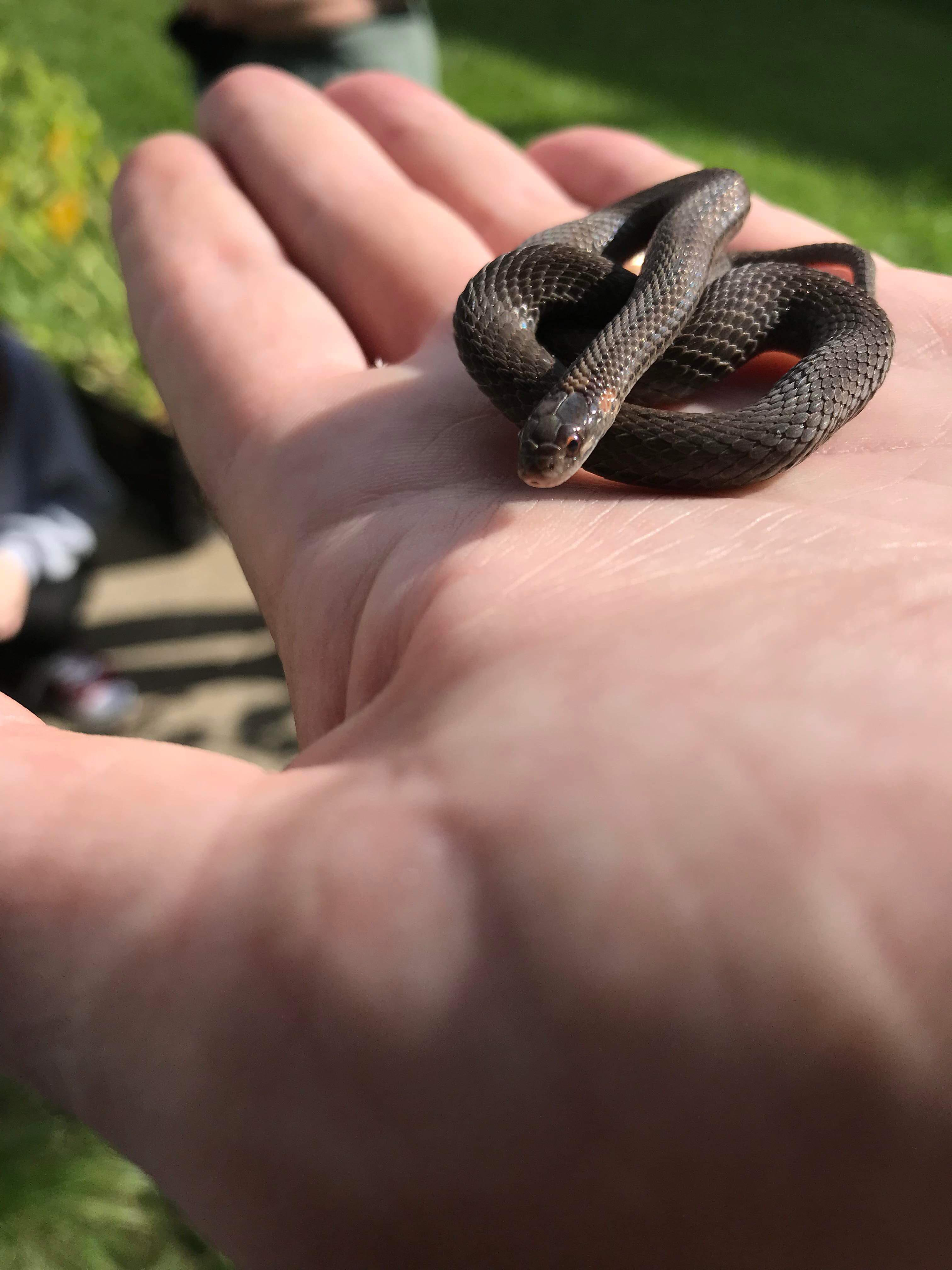 Eastern Garter Snake
