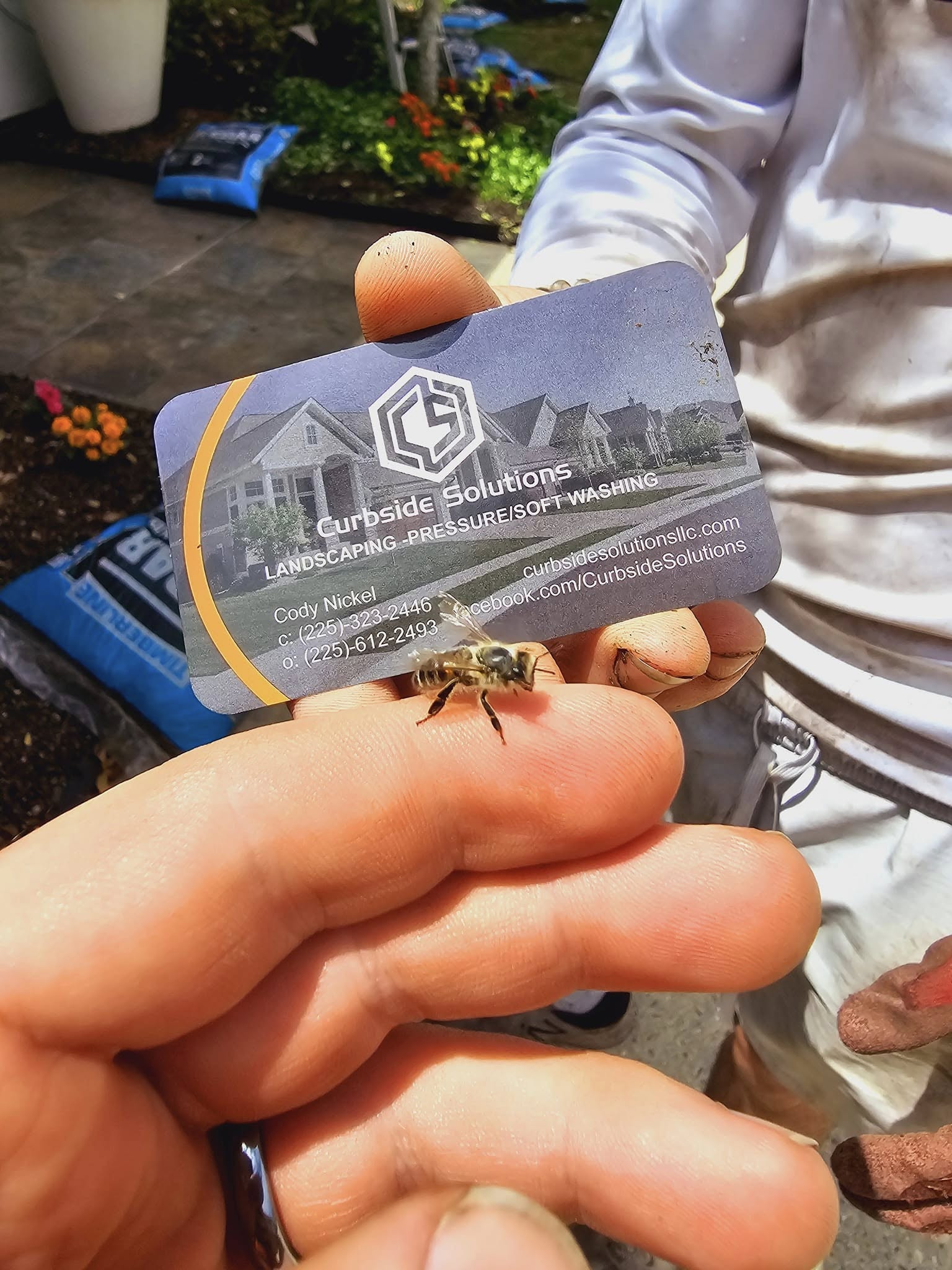 Western Honey Bee