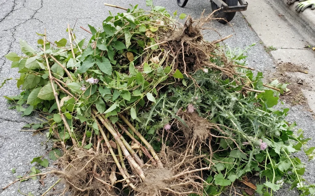 Weed Control Program