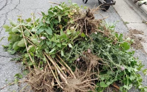 Weed Control Program